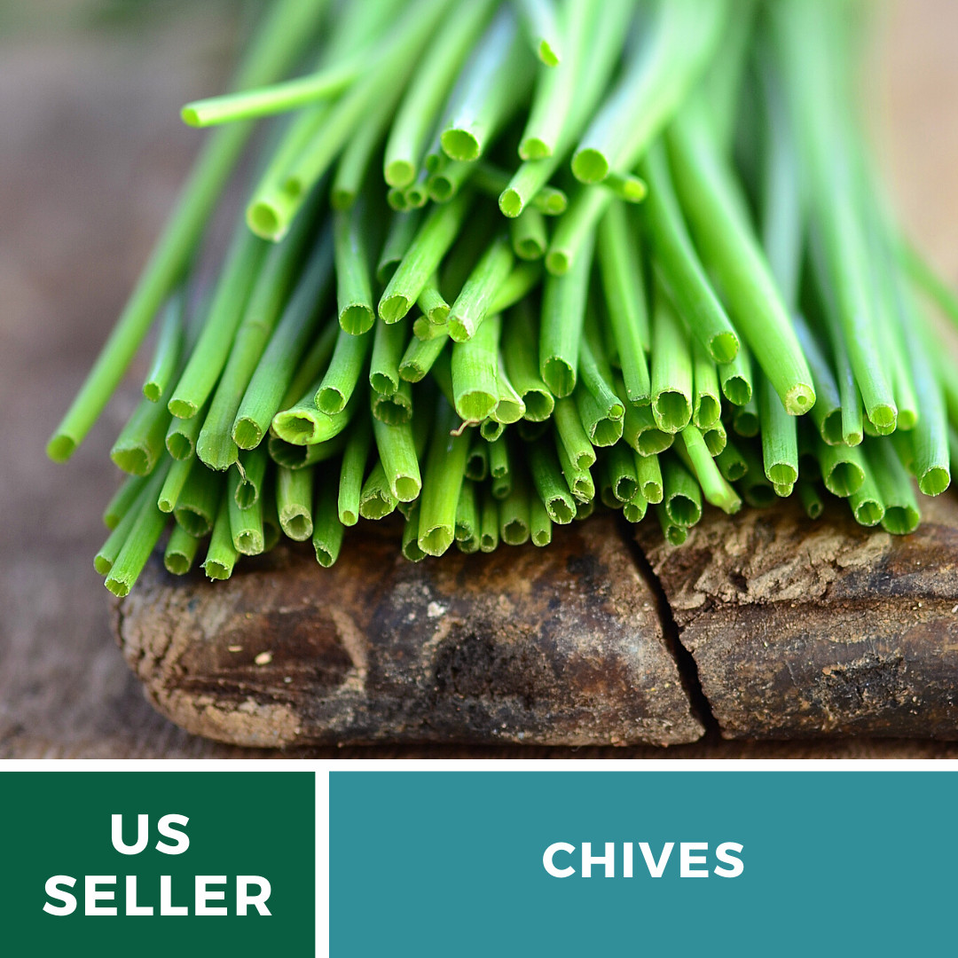 Chives – 100 Seeds – Culinary & Medicinal Herb – Heirloom – NonGMO