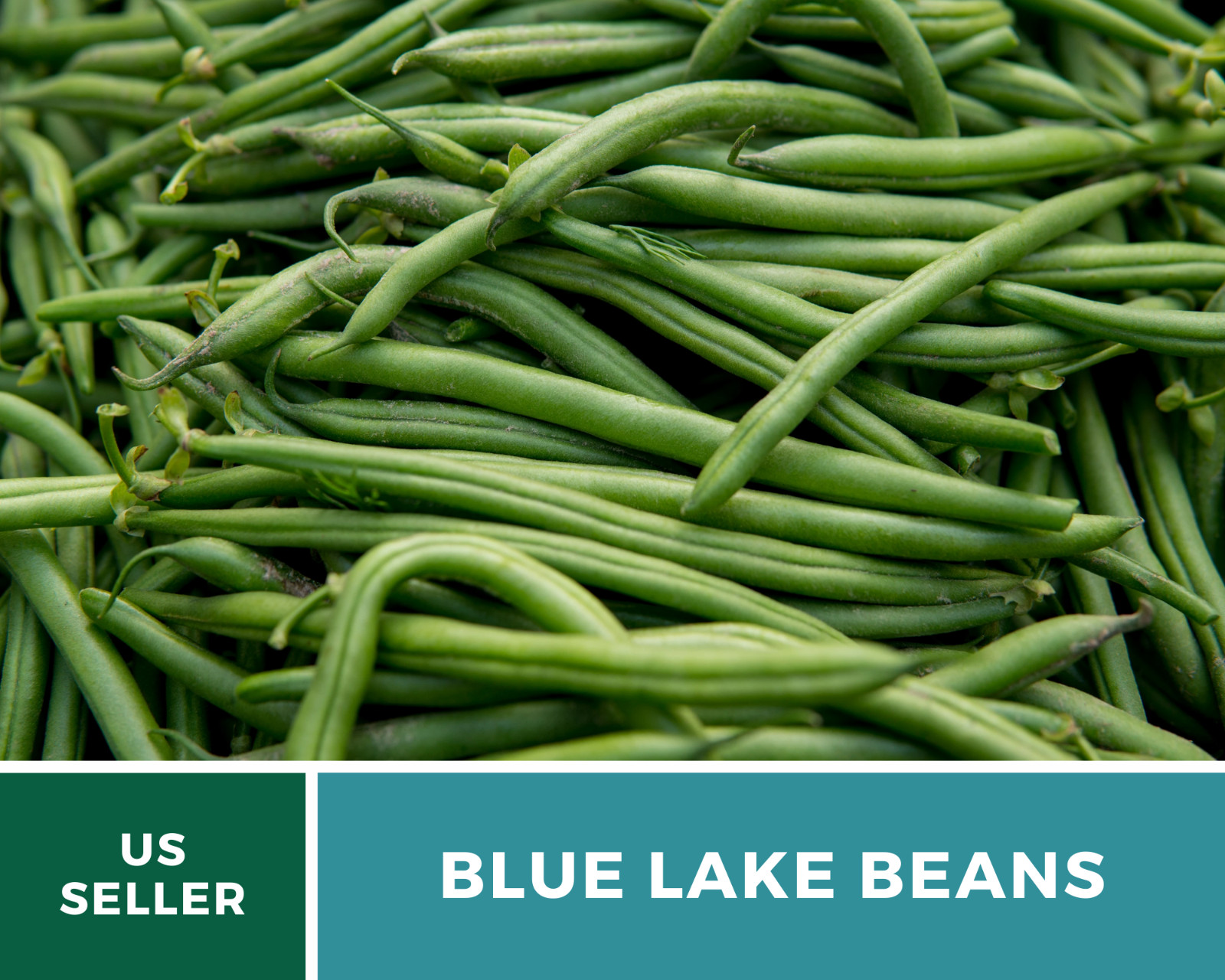 Bean, Blue Lake – 50 Seeds, Pole, Heirloom Vegetable (Phaseolus vulgaris)