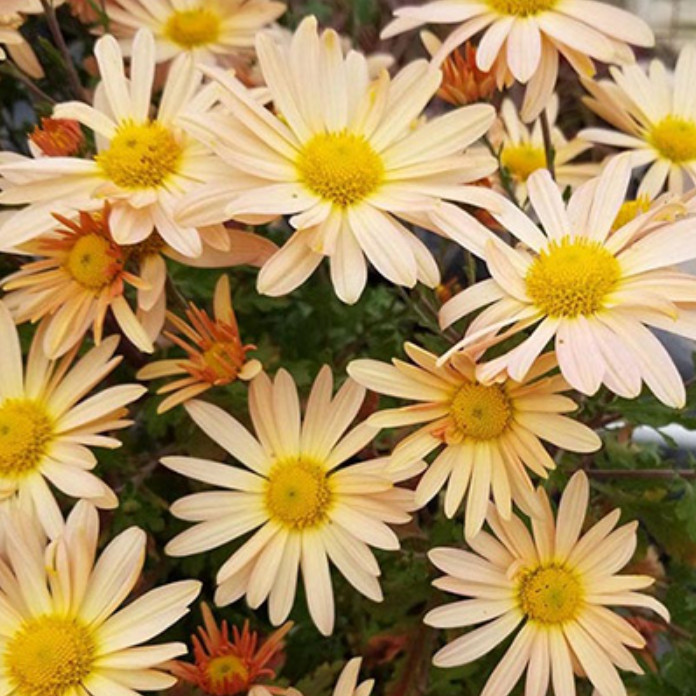 Brandywine Sunset Daisy Mum Plant – 3-5″ Tall – Colored Flowers – Zones 5–9