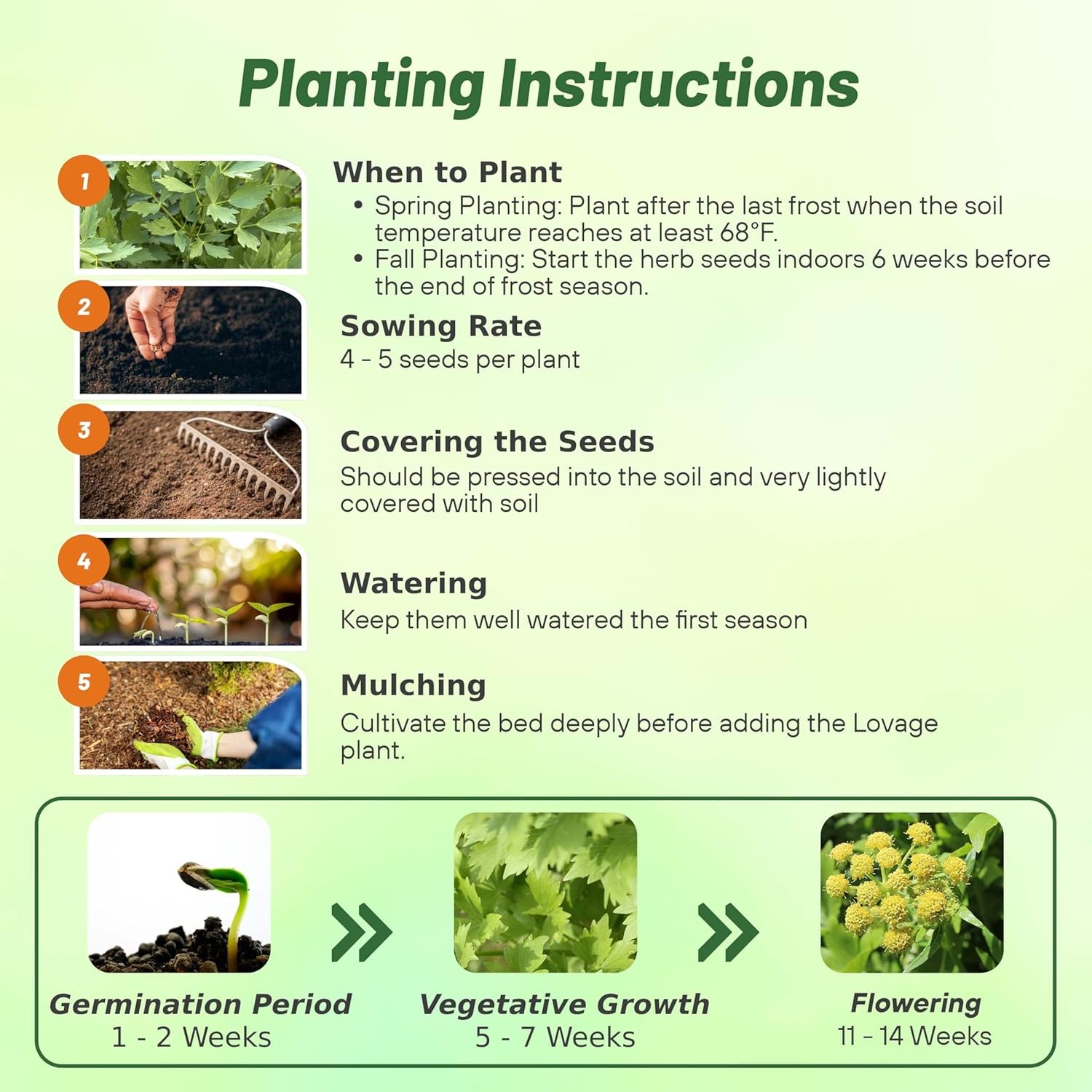 2000 Seeds Drought Tolerant Lovage Vegetable Garden Plant Seed For Xeriscaping