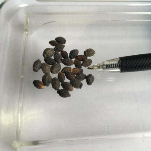 Mirabilis jalapa | Broken Colors | 10 Seeds