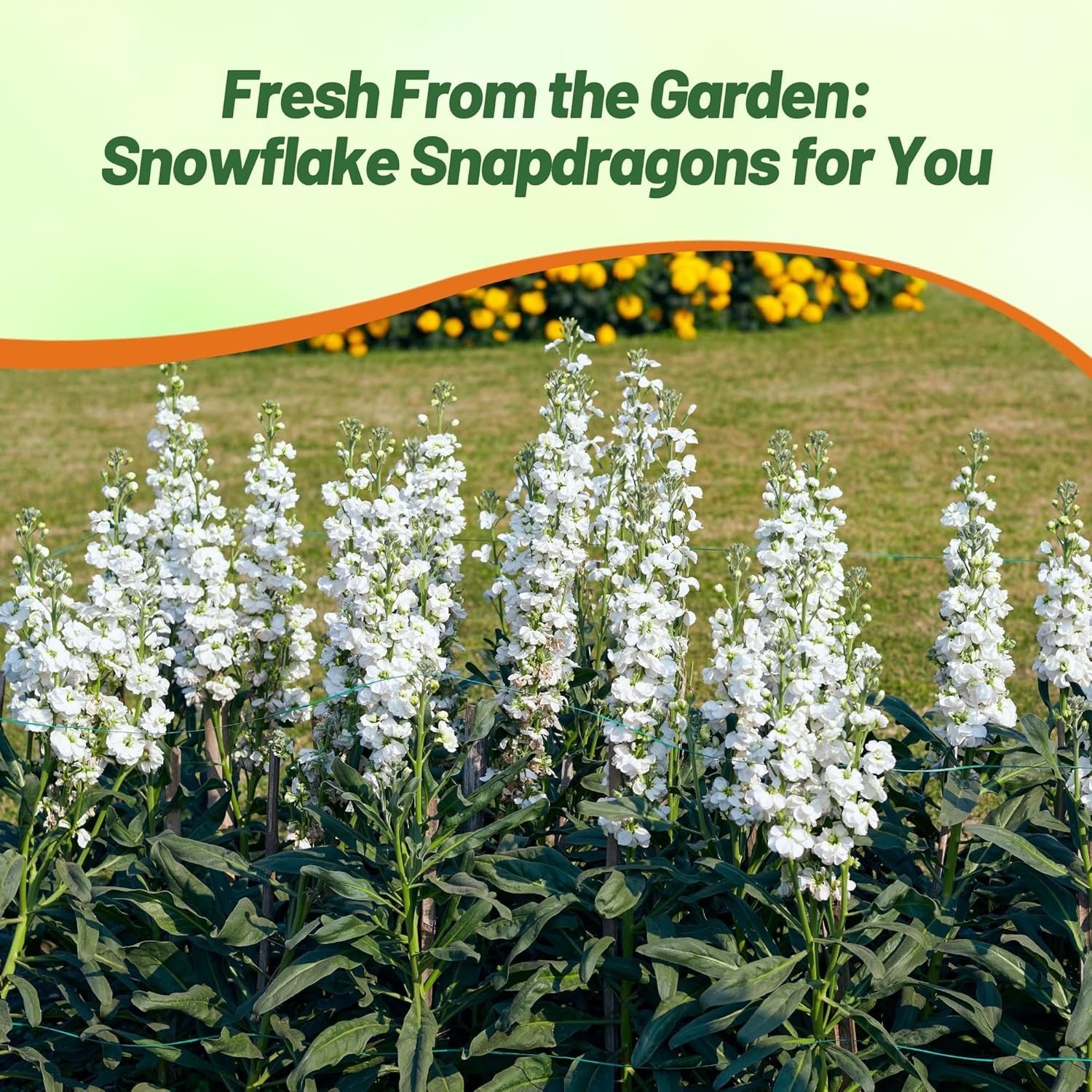 5000 Seeds Snapdragon Seeds – Tall White Snapdragon Flower Seed