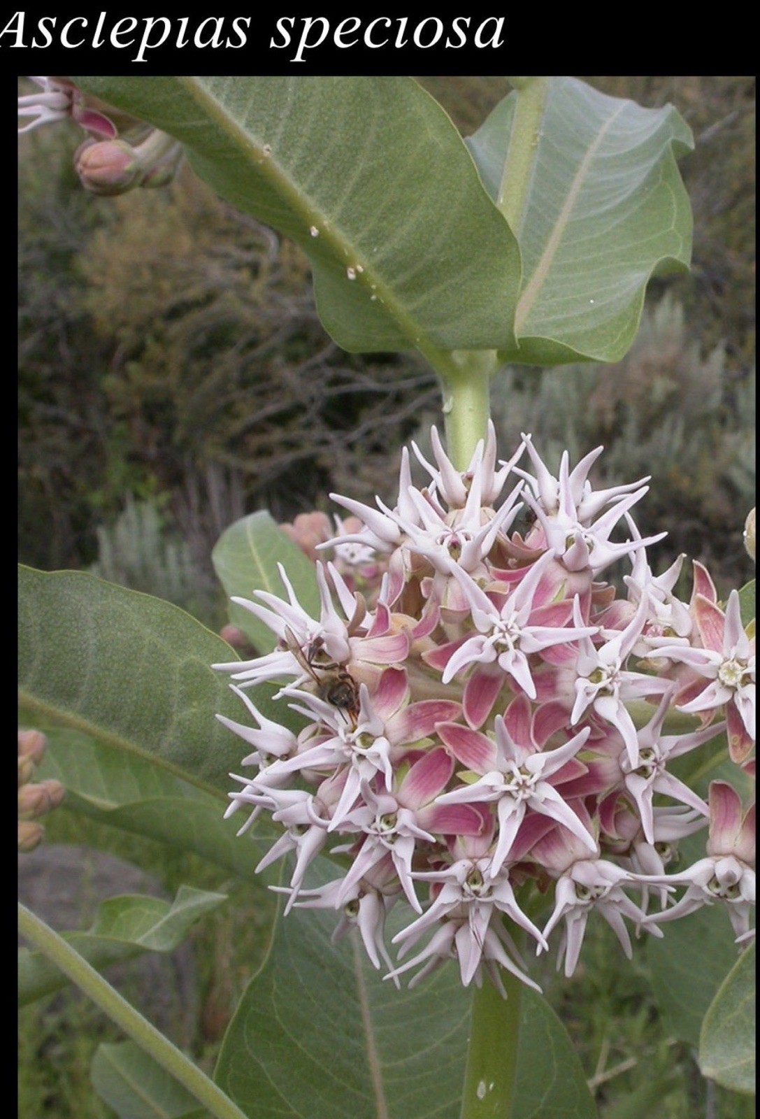 Native American Seed Co. Showy Milkweed Covers 200 sq ft Full Sun Pink/White