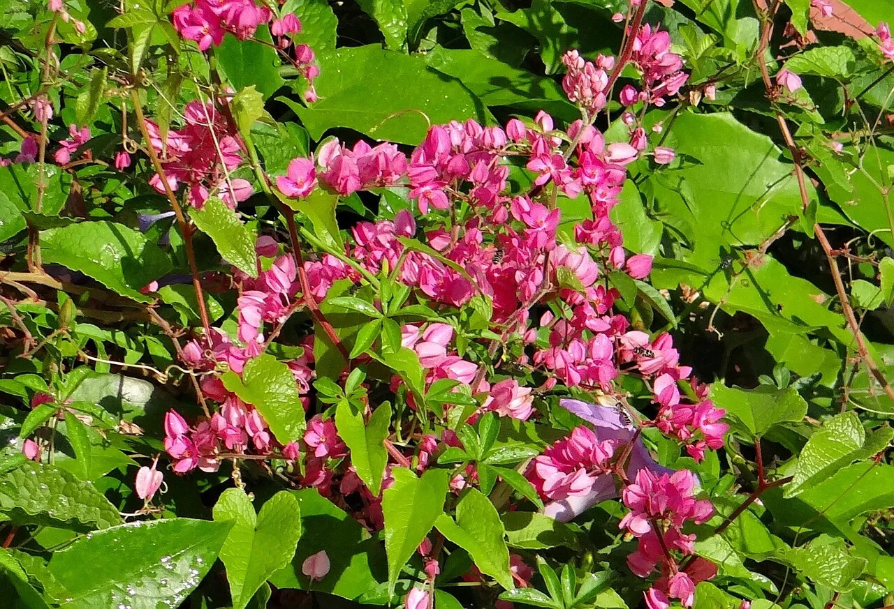 Coral Vine Antigonon leptopus~~SMALL Rooted Starter Plant~Butterflies love it!!!