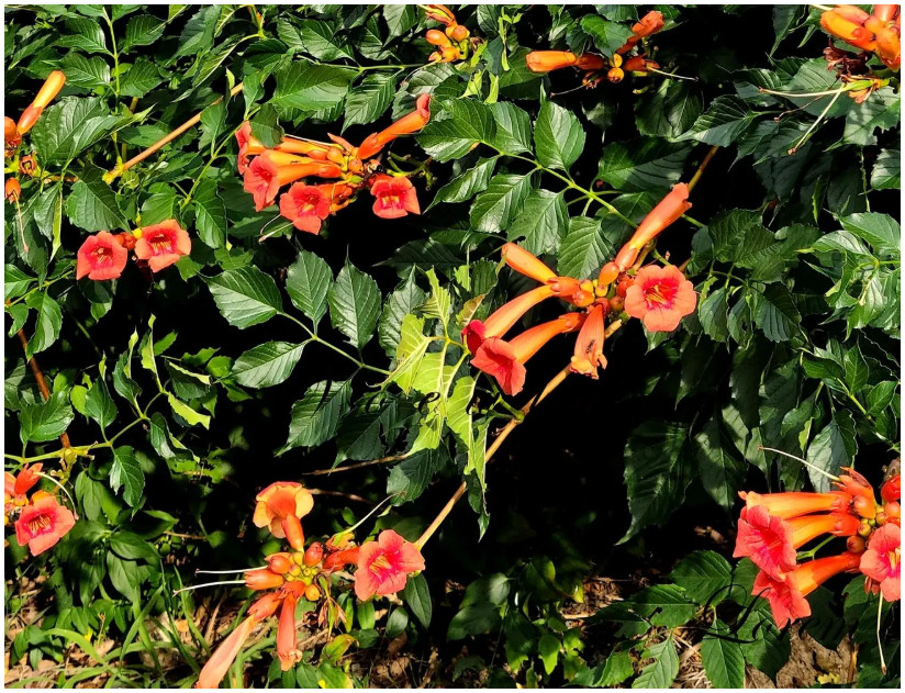 Free Shipping 30+ Trumpet Vine 2025 Seeds (Campsis radicans) Orange