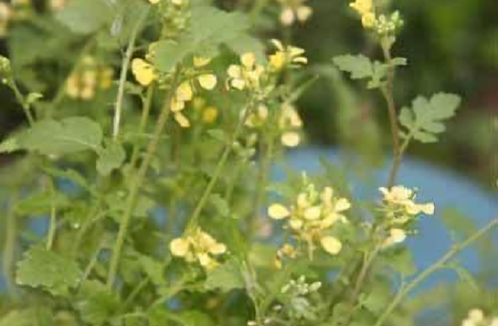Brown Mustard (Brassica juncea) SEEDS