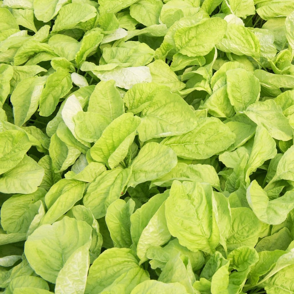 Green Amaranth – White Leaf seeds, Open pollinated, Heirloom, Non-GMO