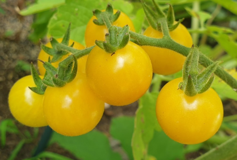 White Cherry Heirloom Tomato Seeds x 30 Minimum Plus Free Gift