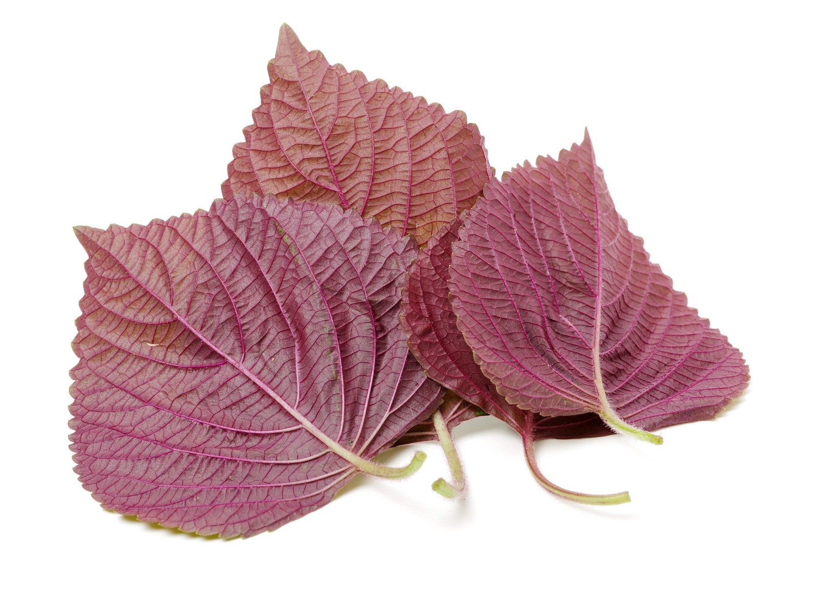 300 PURPLE SHISO aka PERILLA Frutescens Ornamental Herb Seeds Green & Purple
