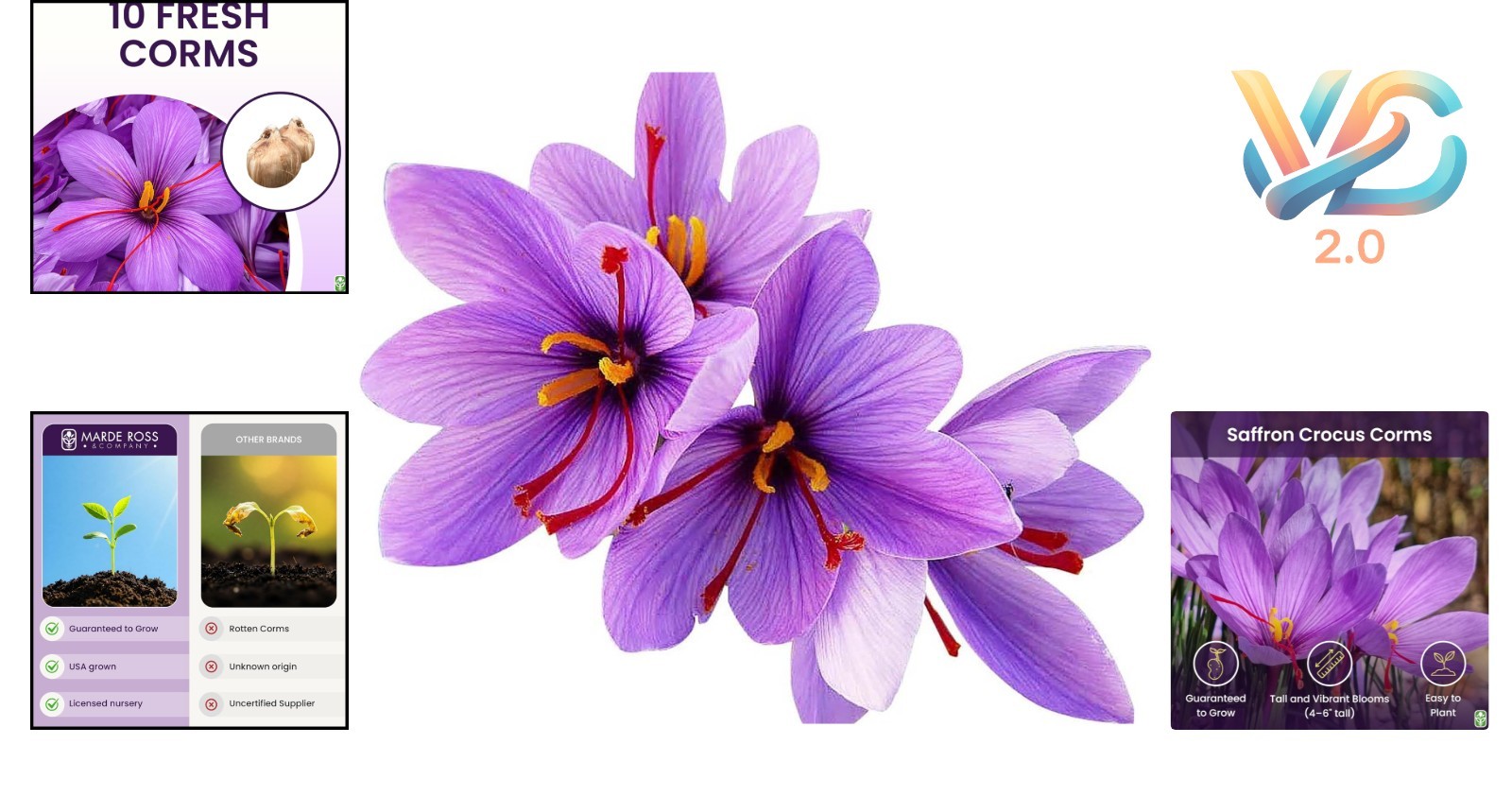 10 Saffron Crocus Corms for Planting – Purple Blooms – Perennial Bulbs