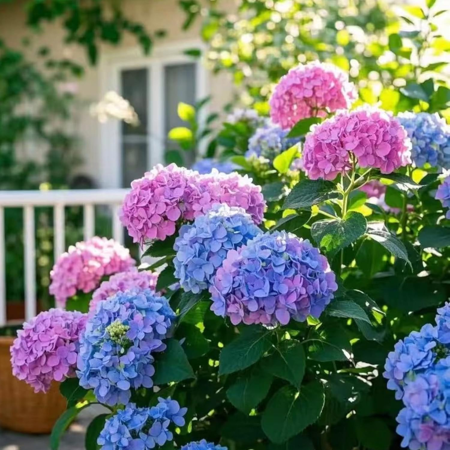 35 Mixed Hydrangea Seeds Blue Pink Purple – Perennial Garden Flower Bloom Mix