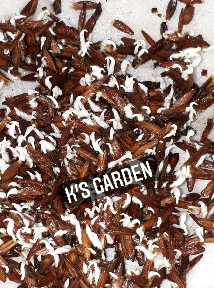 5 PCS RIVER LEAF VINE SEEDS , HAT LÁ GIANG |HIGH GERMINATION RATE 85%|