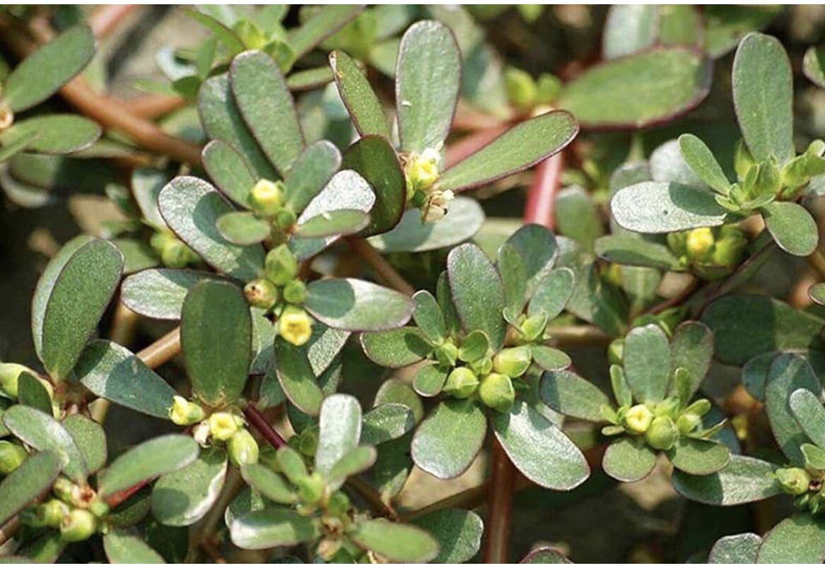 1 Pot Live Roots Plant , Portulaca Sativa Most Omega 3 Of Any Leafy (Rau Sam )