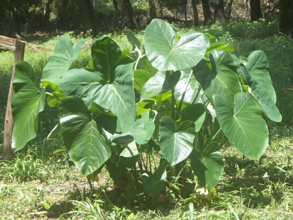 Taro Root, can be used as a starchy vegetable or perennial Elephant Ear plant.