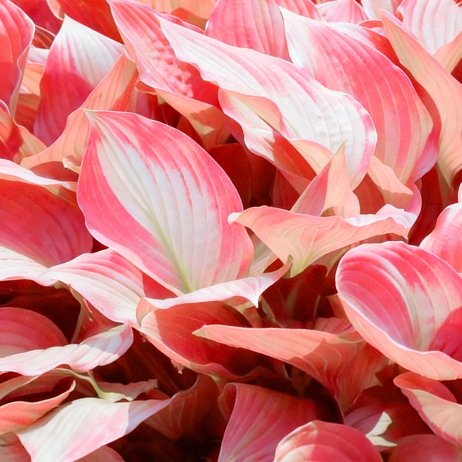 Hosta Seeds Red for Planting, 210+pcs Rare Hosta Flower Seeds Red and Black Pere