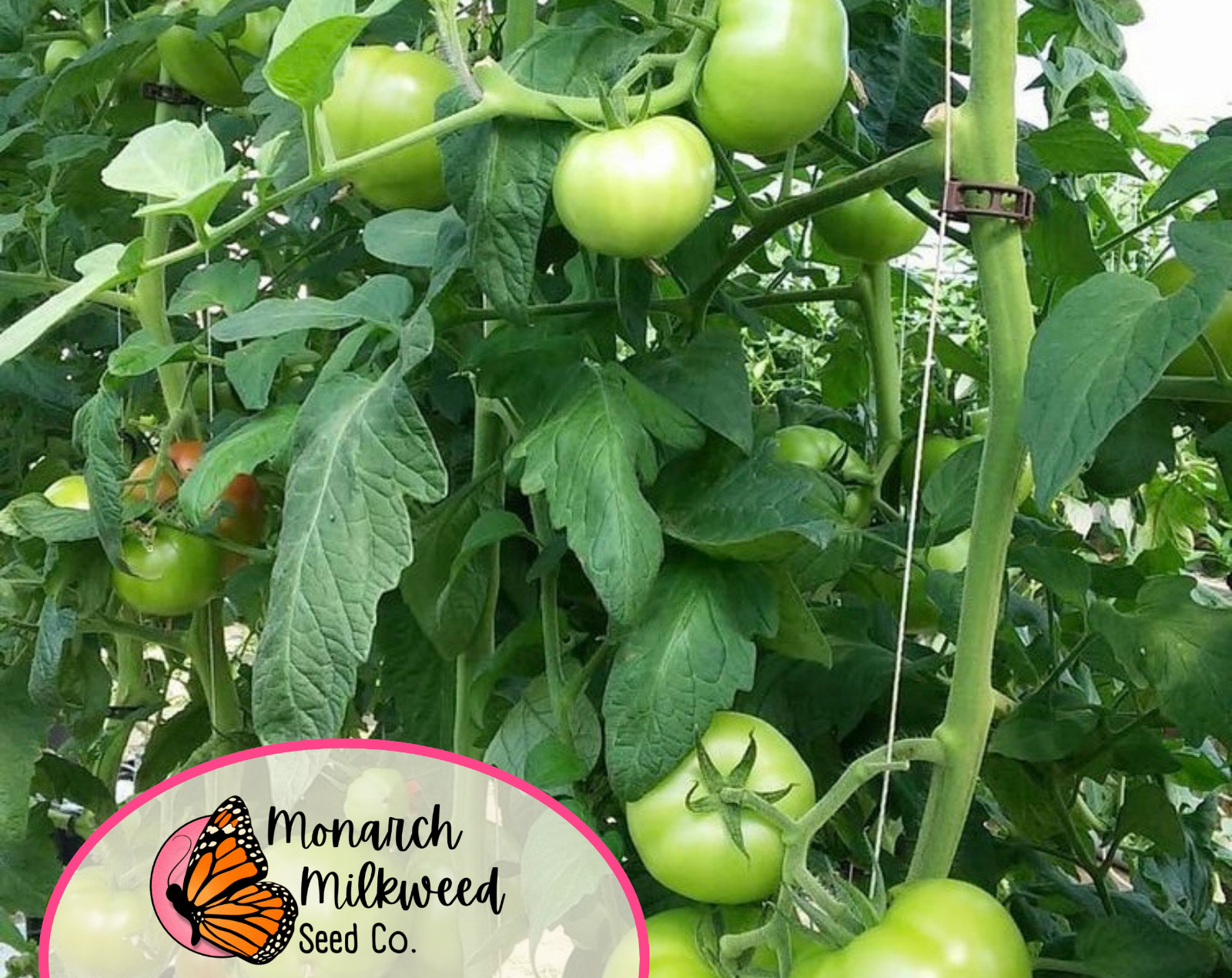 500+ Tomato Seeds ‘Beefsteak’ | Heirloom, Non-GMO, Vegetable Gardening Seeds
