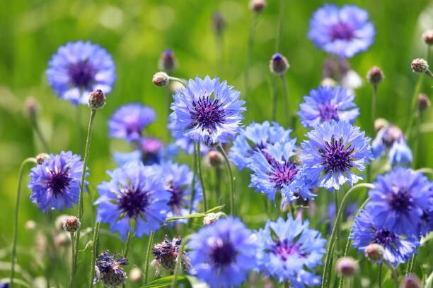 250 DWARF BLUE BACHELOR BUTTTON CORNFLOWER SEEDS | 2026 SALE NON GMO HEIRLOOM