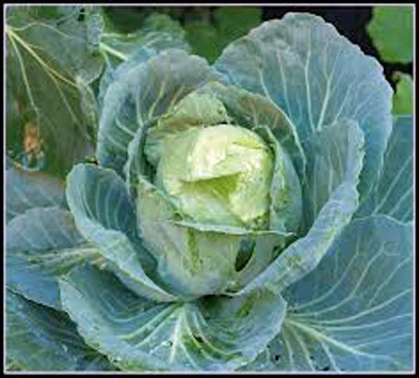 CABBAGE SEED, GOLDEN ACRE CABBAGE, HEIRLOOM, NON GMO, 25+ SEEDS
