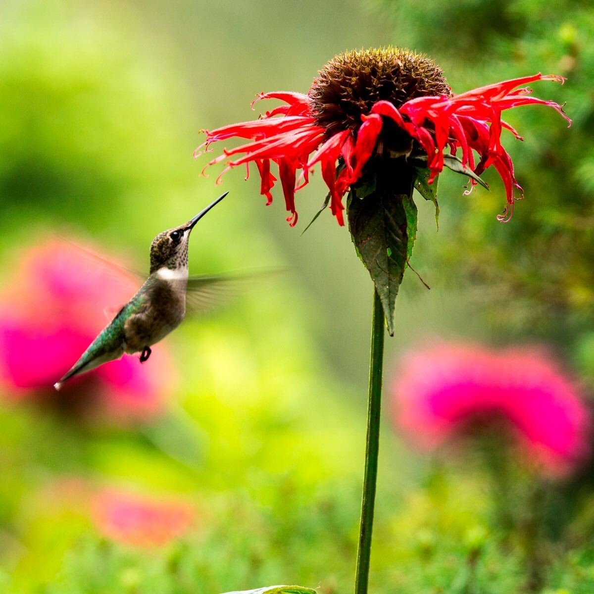 500+ Wildflower Mix HUMMINGBIRD BUTTERFLY SEEDS – Perennials Annuals Heirloom