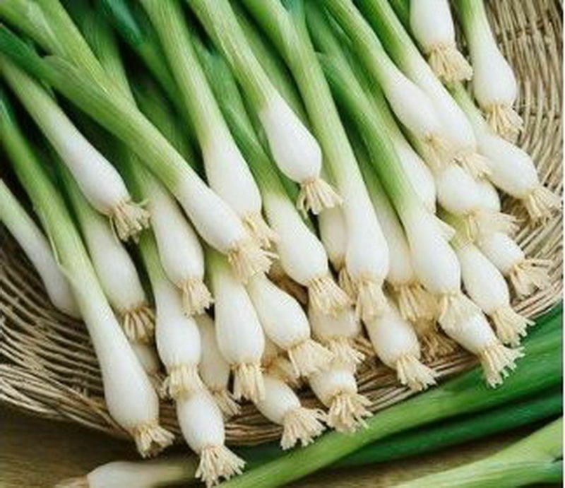 200 Organic Tokyo Long White Bunching Onion Seeds, Scallions, NON-GMO