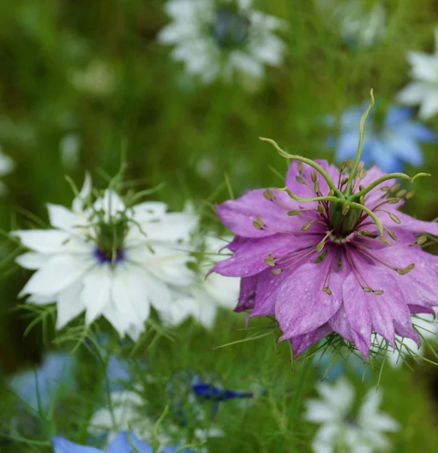 250+ Miss Jekyll Love In A Mist Seeds **Fresh Seeds* ~~Free Shipping~~