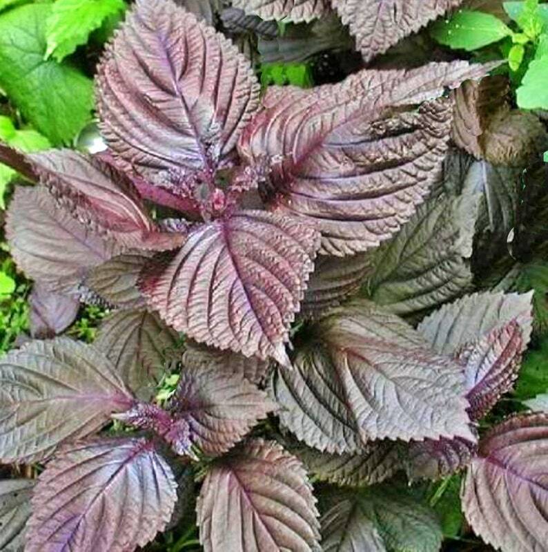 Purple Shiso Seeds 100+ Perilla Herb Asian Mint Cuisine Annual USA FREE SHIPPING