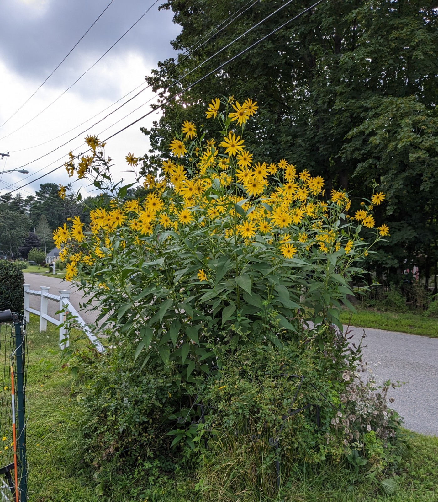 Tall Sunflowers Grows To 4 – 7 Feet (20) Seeds Non-GMO per pack.