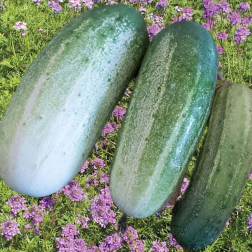 200+ ARKANSAS LITTLE LEAF CUCUMBER SEEDS —- FRESH —- HEIRLOOM