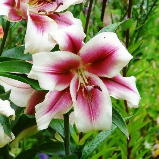 (3) Attractive Deep Red Lily Beautiful New Flower Bulbs, Perennial Check Store
