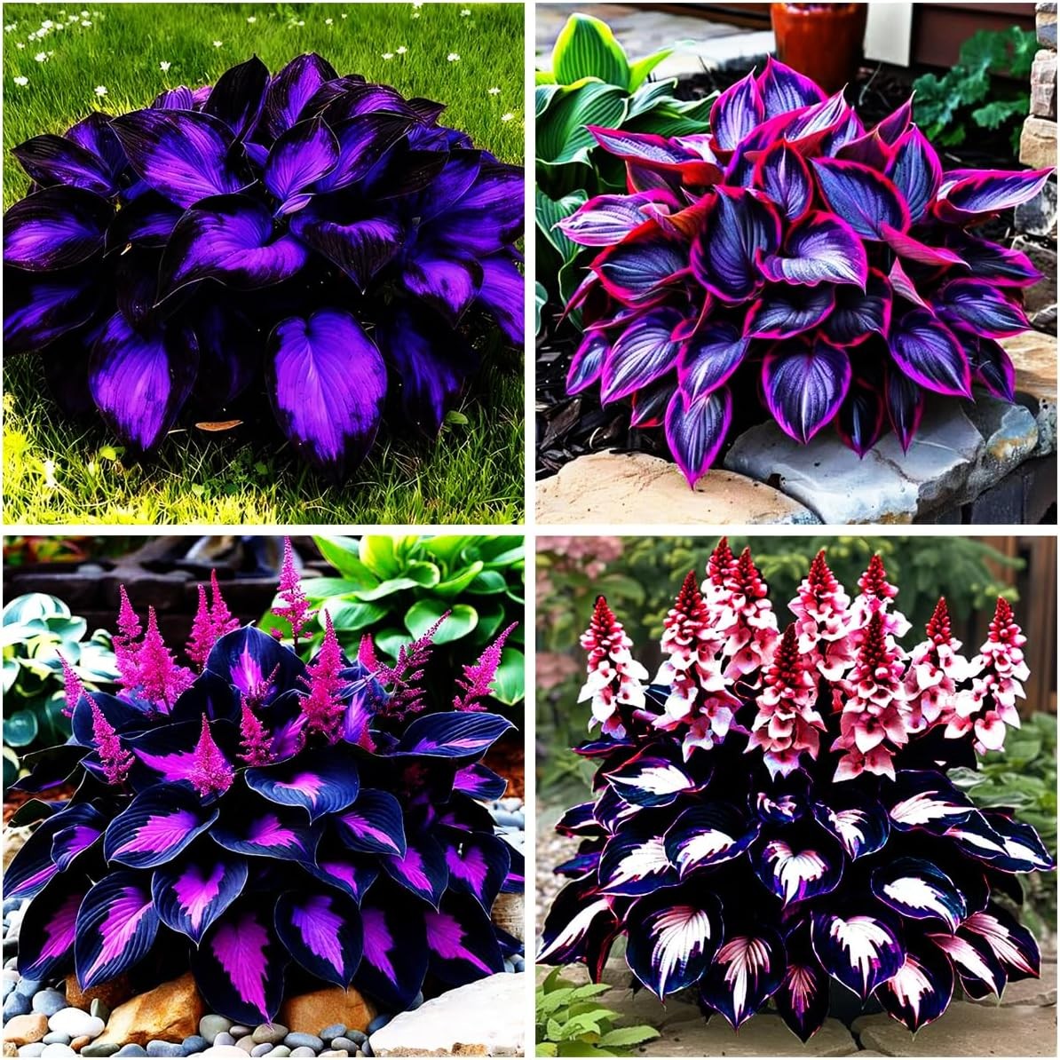 Mixed 115+ Perennial Hosta Seeds for Outdoor Planting – Giant Varieties