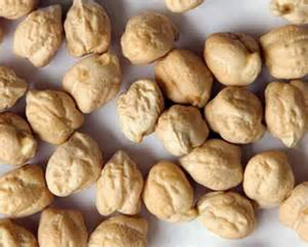 8 Ounce Garbanzo Bean Seeds