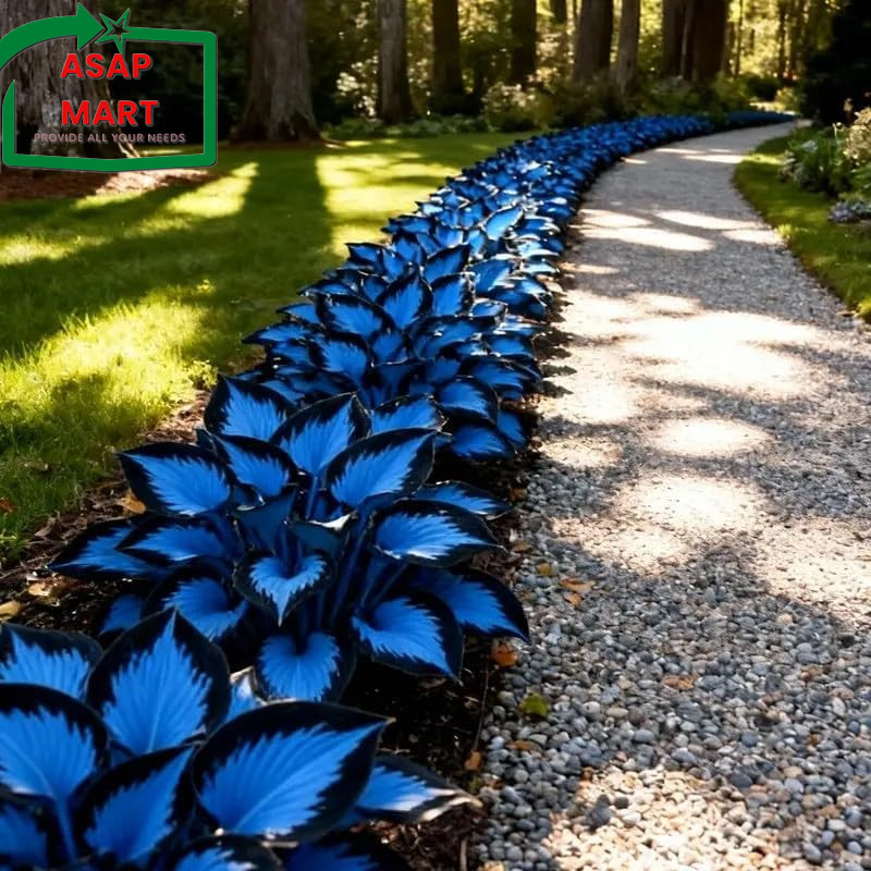 210+ Hosta Seeds – Rare Perennial Flower Seeds for Shade Gardens, Long Blooming