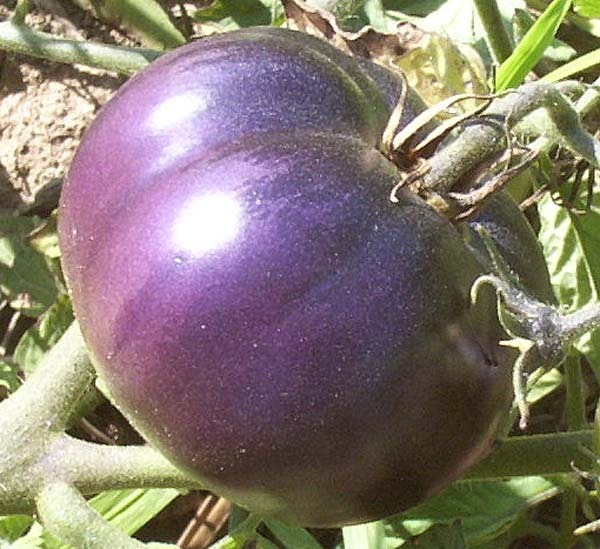 PURPLE TOMATO *MEDICINAL* ANTIOXIDANT* 15 SEEDS* HEIRLOOM* HEALTHFUL*