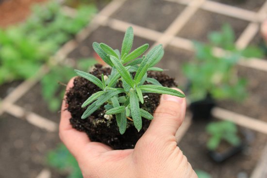 Certified Organic Rosemary Seed (100ct)