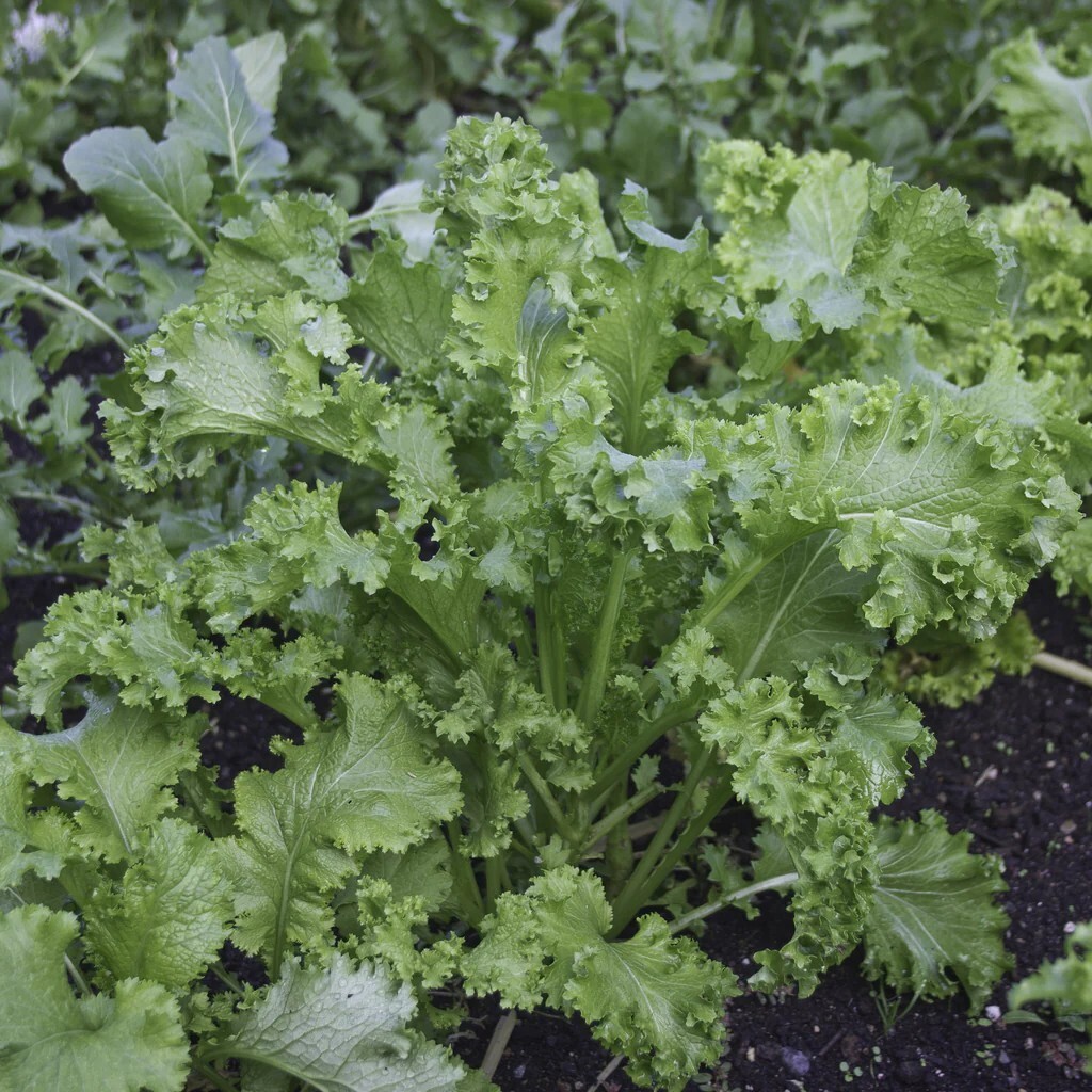 Mustard Southern Giant Curled Seeds, Leafy Greens, Non-GMO, Free Shipping