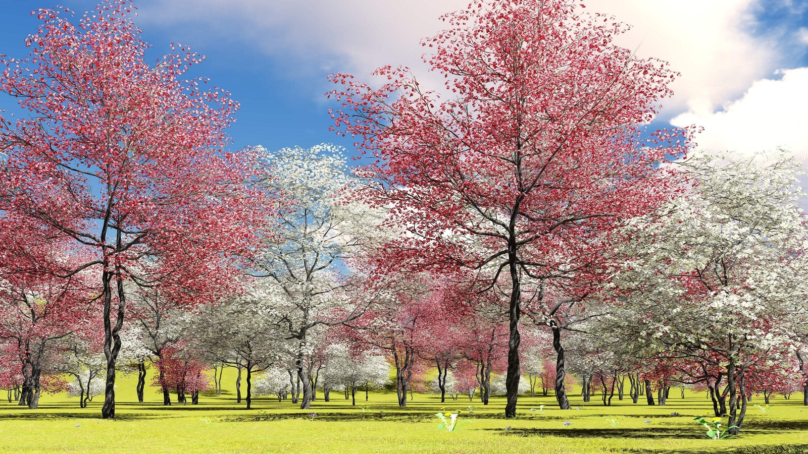 5 PINK FLOWERING DOGWOOD Tree Cornus Florida Rubra Native Ornamental Tree Seeds