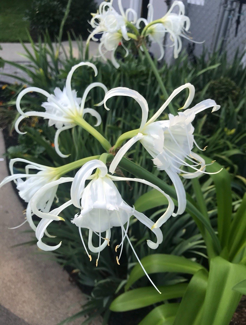 25 Peruvian Daffodil Bulbs 7-9 cm Spider Lilies Ismene Deer, Rabbit Resistant!