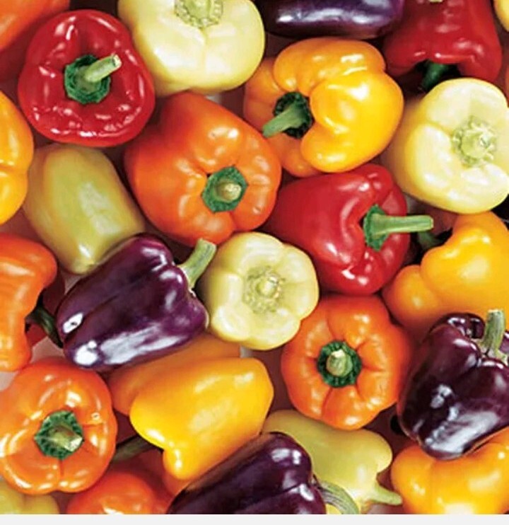 🫑RAINBOW BELL PEPPER SEEDS MIX 50+ RED purple orange white yellow