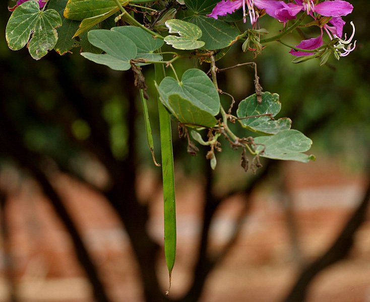 Purple Orchid Tree, Bauhinia Purpurea, Tree Seeds (Fast, Showy, Fragrant)