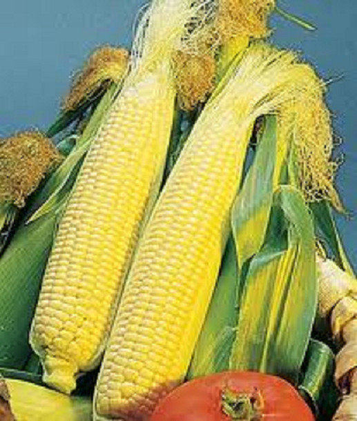 Hybrid Golden Queen Yellow Sweet Corn Seed Treated Non GMO