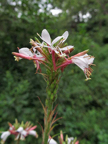 Oenothera gaura | Biennial Gaura | Beeblossom | 10 Seeds