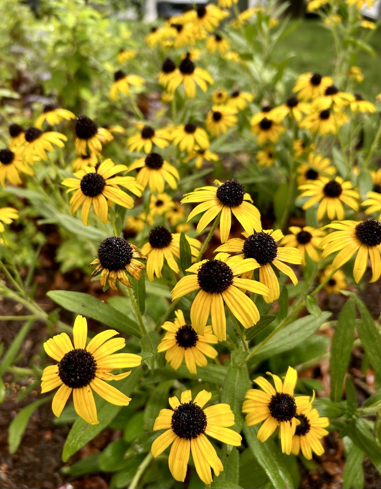 Black-eye Susan, Rudbeckia Hirta – 100 Seeds 2026 – USA