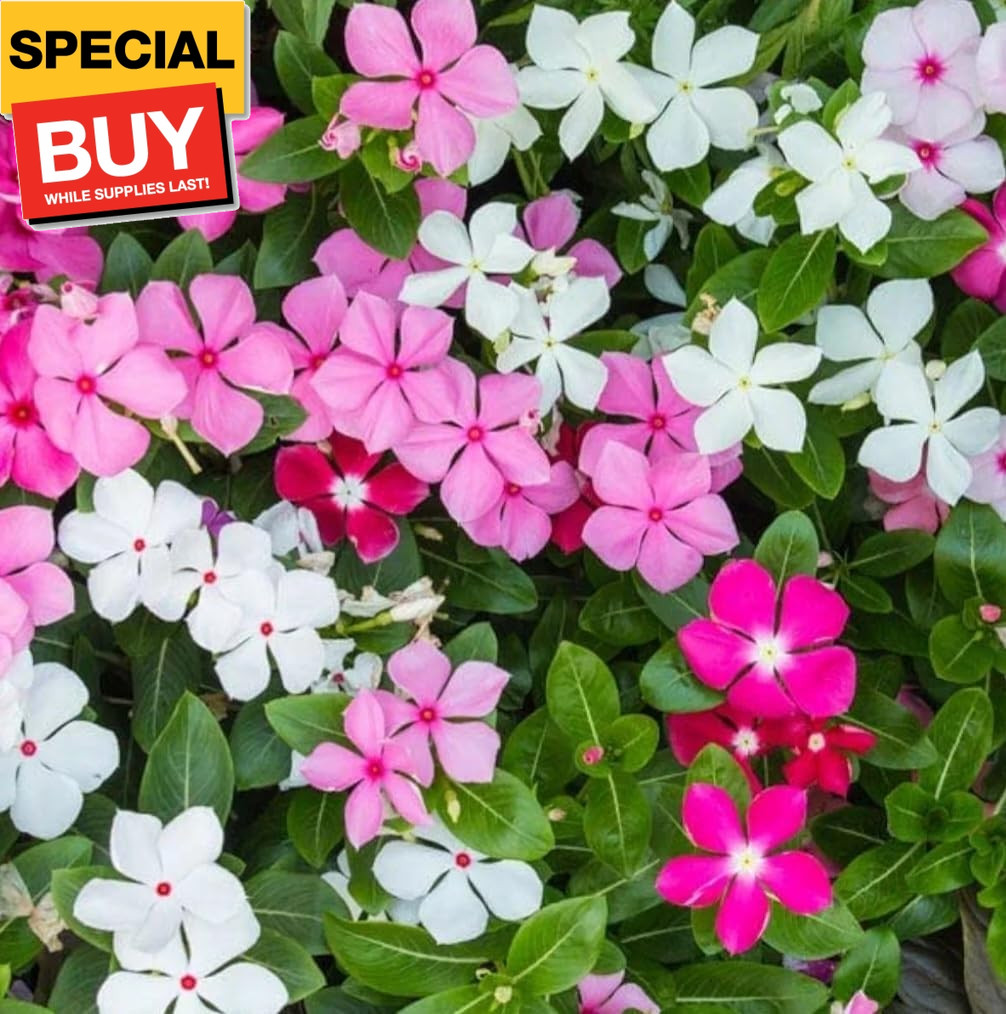 1200 Periwinkle Seeds Madagascar Mix Perennial Flowers – Catharanthus roseus Vin
