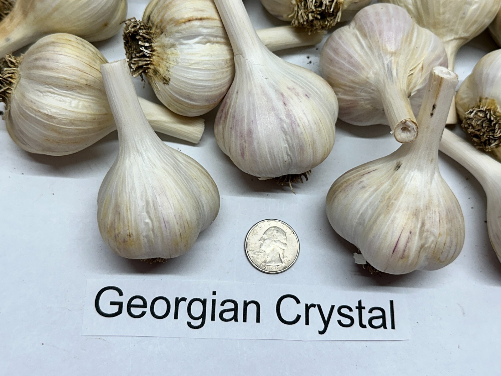 5lb Seed Garlic Large Bulbs “Georgian Crystal” Hardneck Porcelain, Zones 2-8