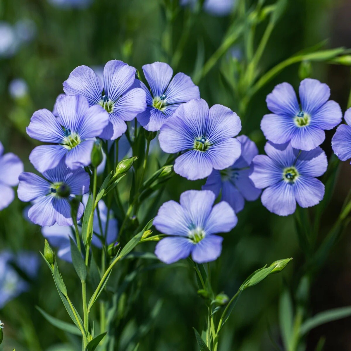 Brown Flax, Linseed, Linum Usitatissimum – 200 Seeds 2024 for planting – USA