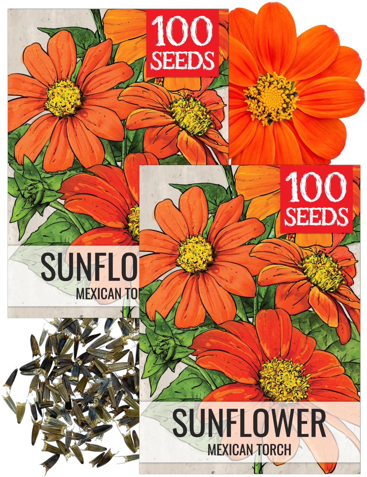 Mexican Sunflower Seeds for Planting Tithonia Heirloom Butterfly Garden 2