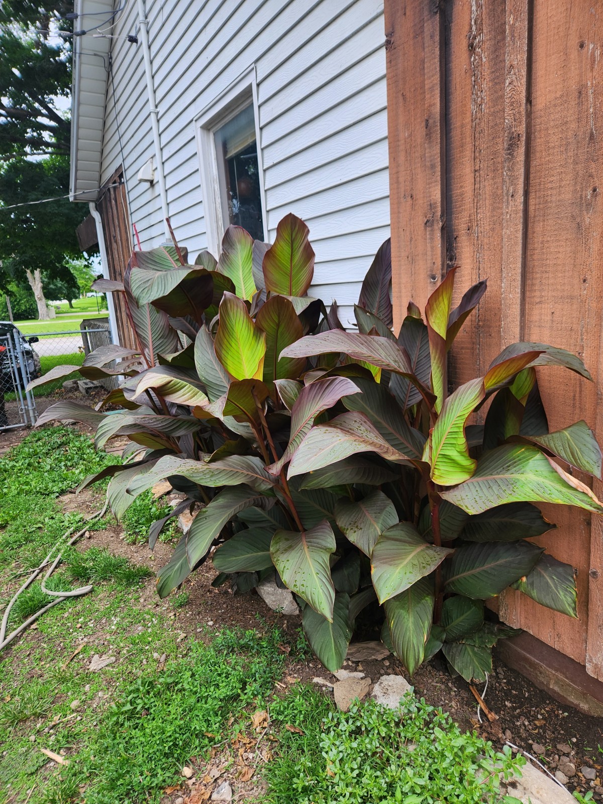 10 For $10 canna lily bulbs dark Red lot of 10 Grows 8-10 Ft. Easy And Fun.