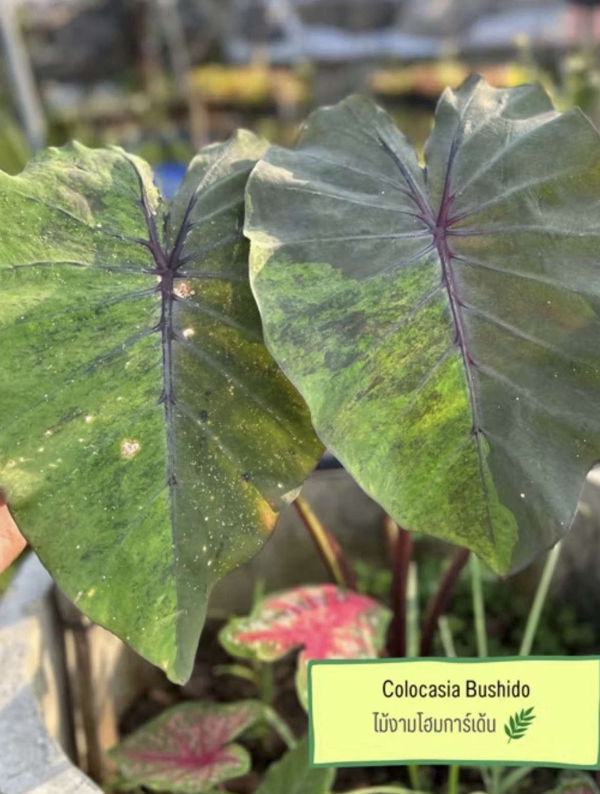 Authentic Colocasia Bushido 1 bulb