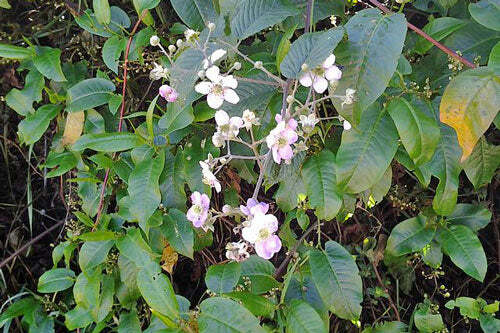 Rubus glaucus | Andean Raspberry | Mora de Castilla | 20 Seeds