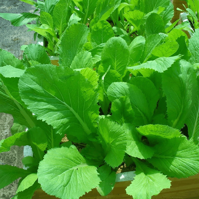 500 Seeds Asian mustard green/ mustasa / gai choy/ Bẹ Xanh ăn bánh xèo